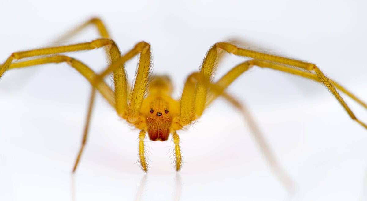 Araignée recluse chilienne