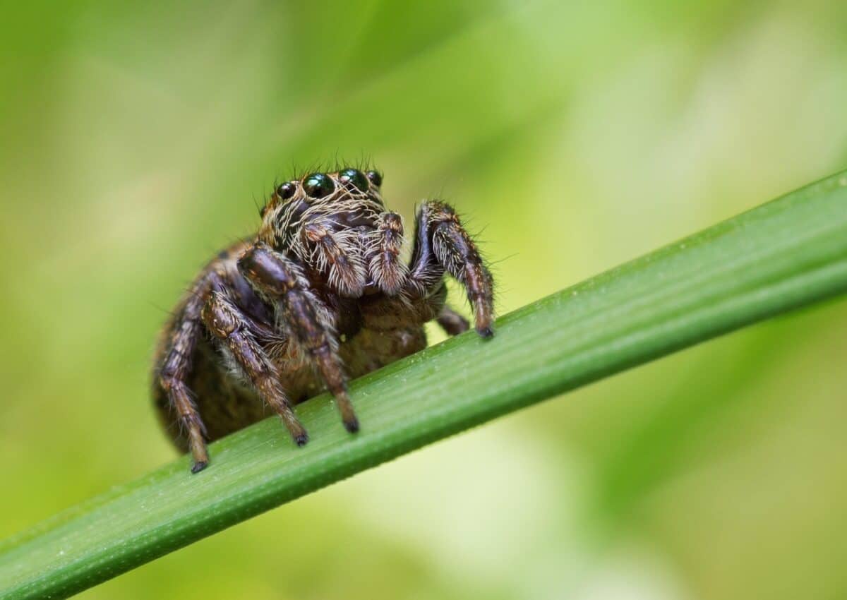 araignée, araignée sauteuse, arachnide, insecte, faune, macro, salticidae, araignée, araignée, araignée, araignée, araignée sauteuse