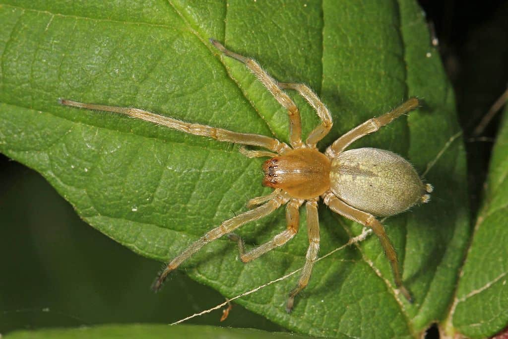 Araignée à sac jaune