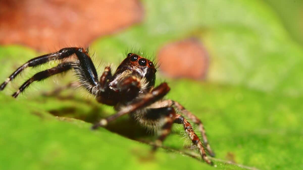fourmi noire et brune sur feuille verte