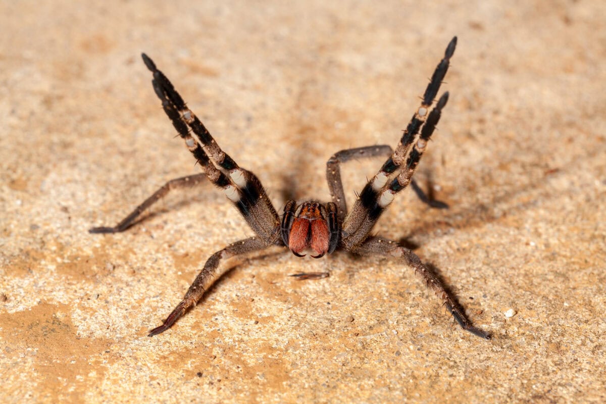 Araignée errante brésilienne - danger toxique Phoneutria Ctenidae
