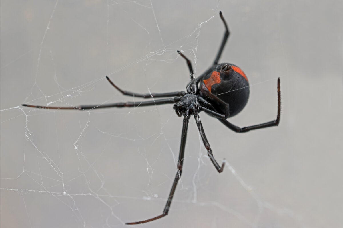 Araignée rouge