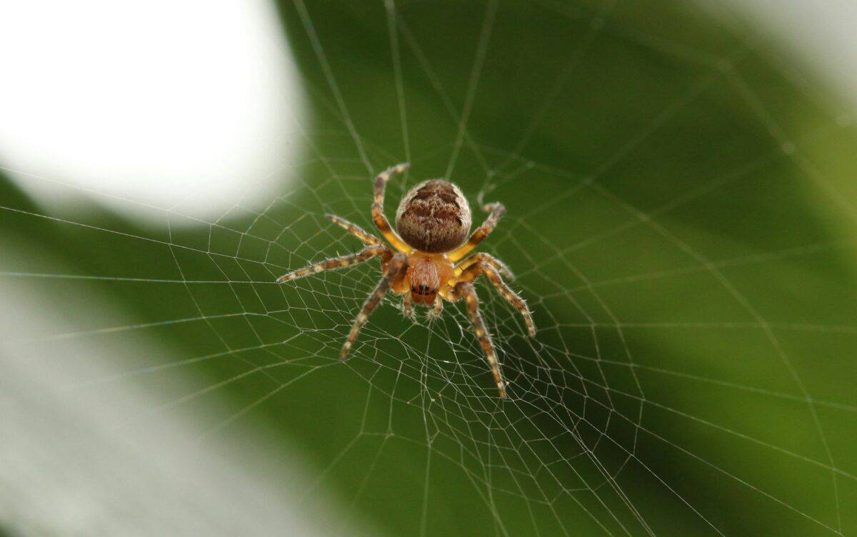 Araignée de grange sur toile d'araignée photographie en gros plan