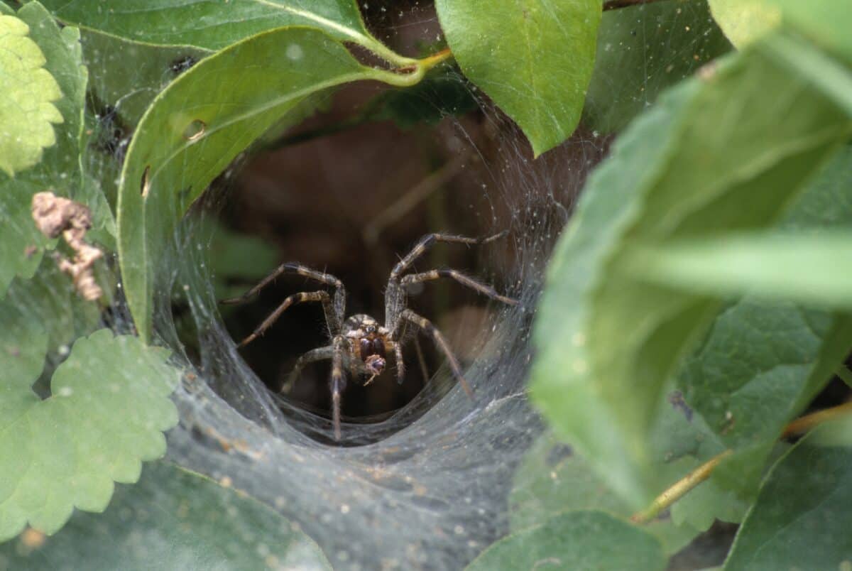 Araignée en forme d'entonnoir