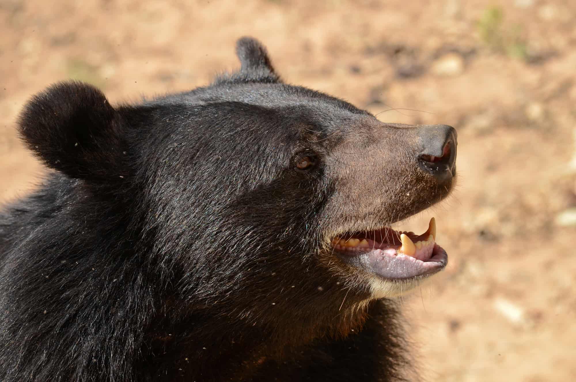 Ours noir