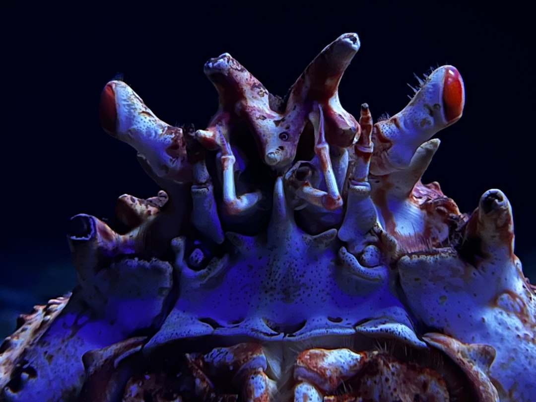 9. Xénophyophores unicellulaires géants (crédits image : unsplash)