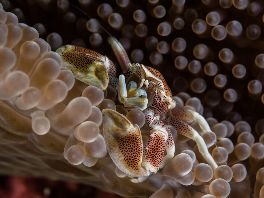 11. Amphipodes (crédits image : unsplash)