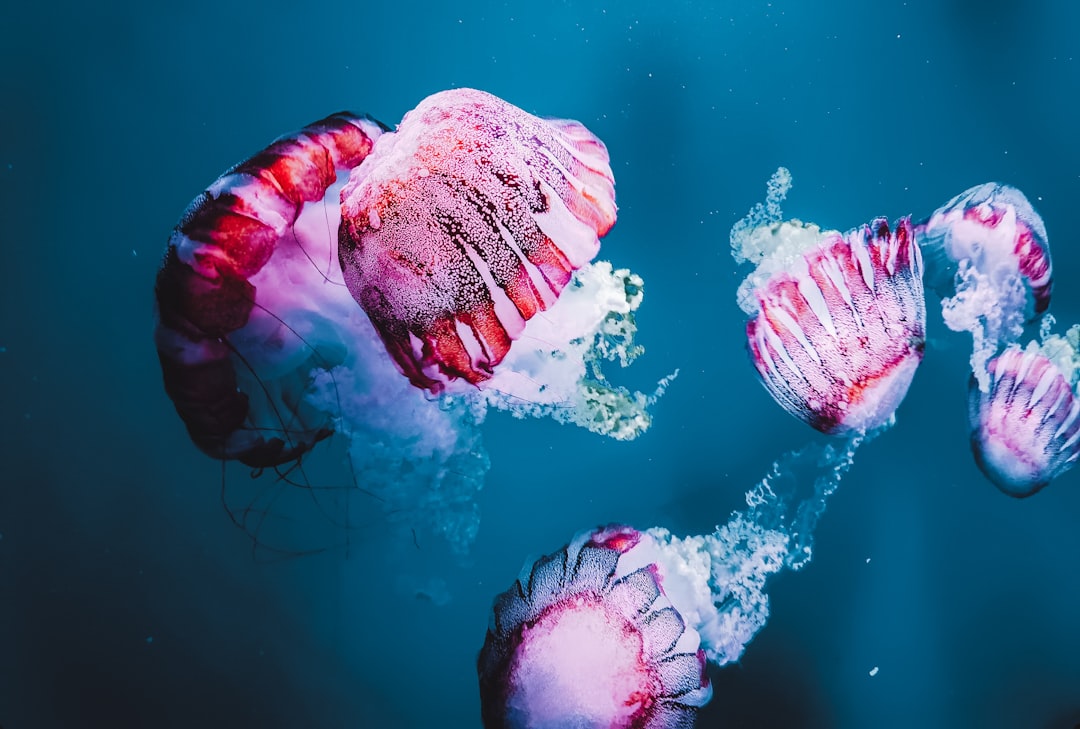 2. Méduses des grands fonds (crédits image : unsplash)