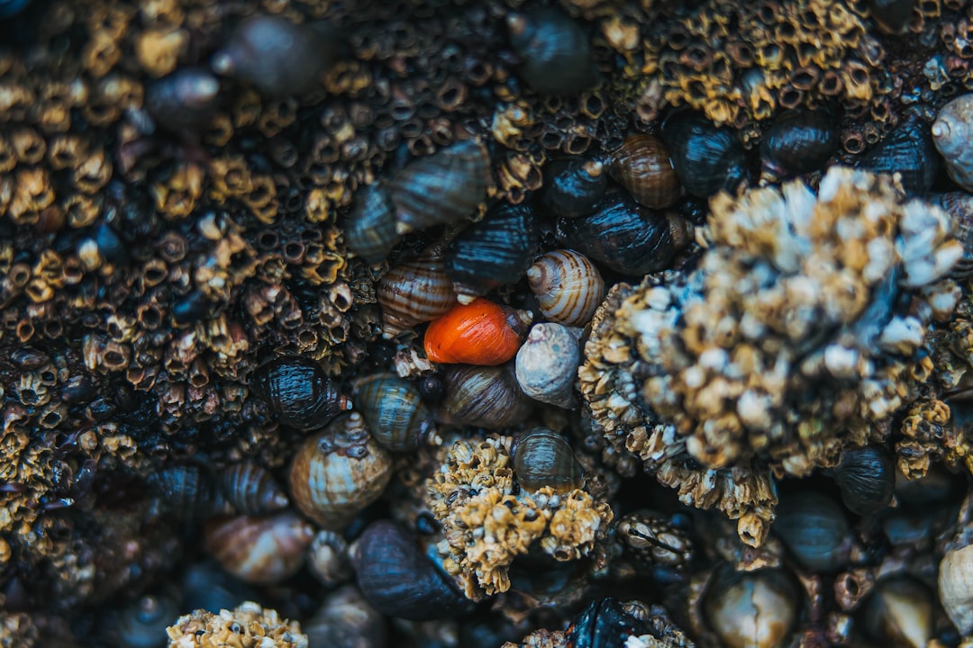 7. Escargot Mariana Hadal (crédits image : unsplash)