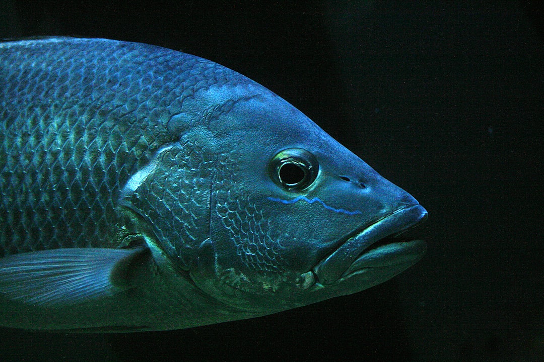 5. Barreleye Fish (crédits image : unsplash)