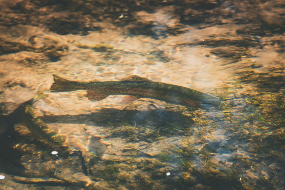 1. Amphipode géant 