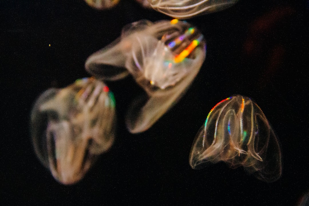 3. Comb Jellies (crédits image : unsplash)