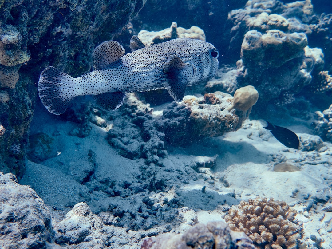 8. Poisson-dragon des profondeurs (crédits image : unsplash)