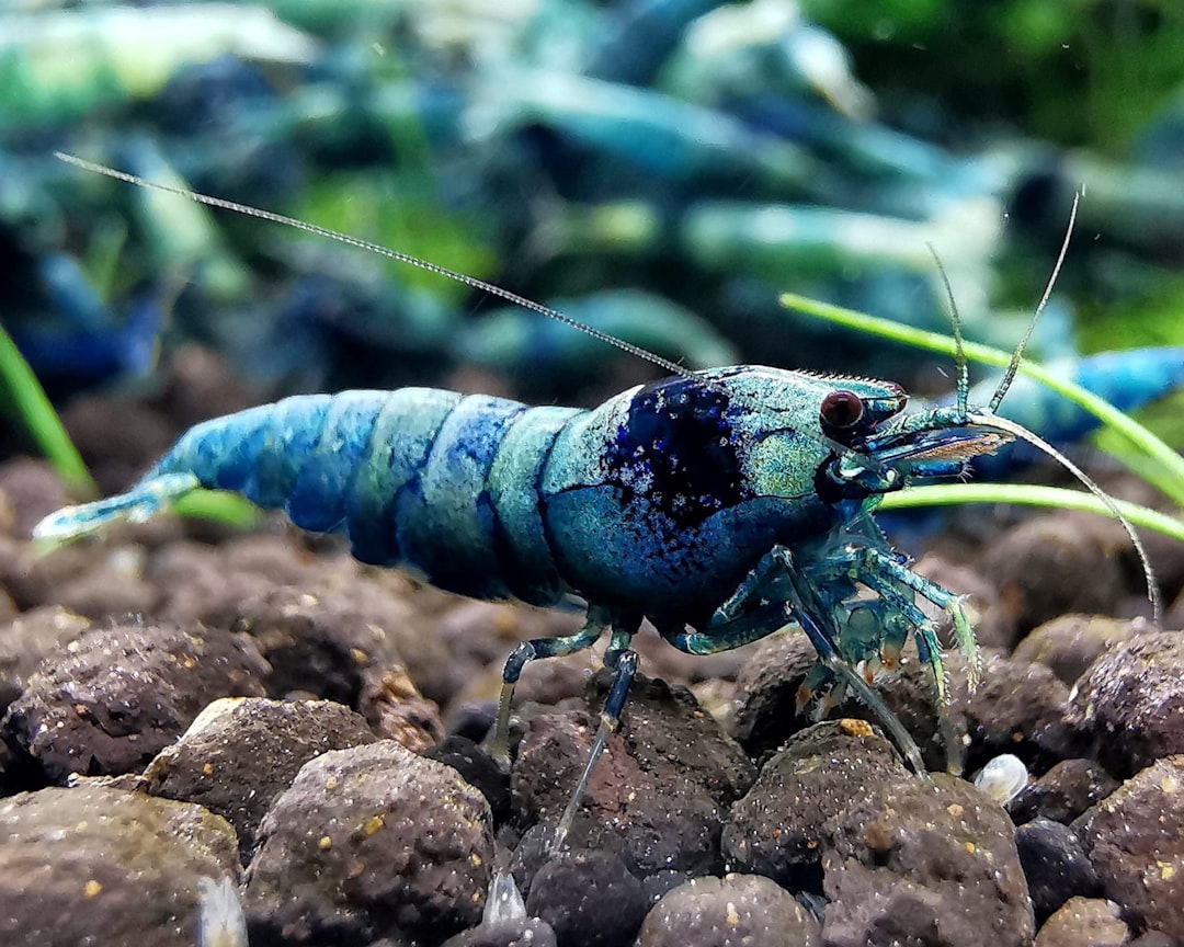 6. Crevettes décapodes des grands fonds (crédits image : unsplash)