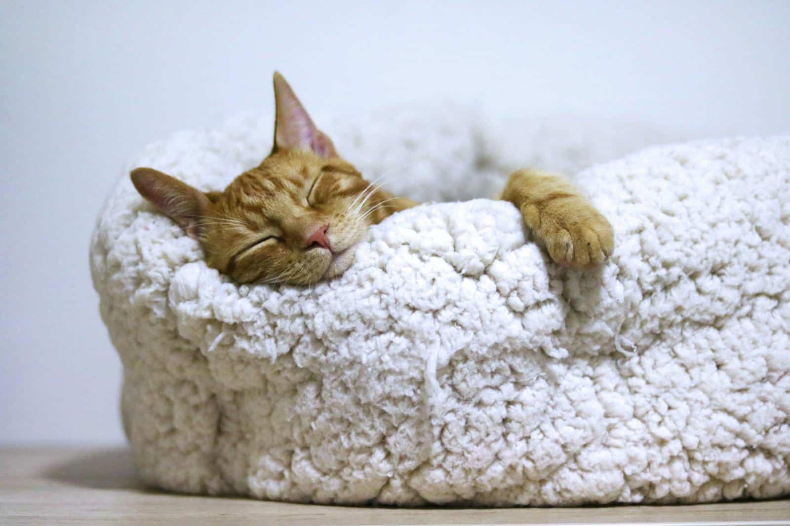 Un adorable chat roux dort paisiblement dans un panier doux et moelleux à l'intérieur.
