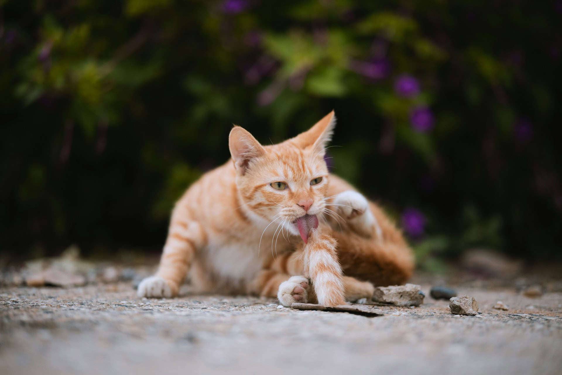 Auto-toilettage du chat roux.