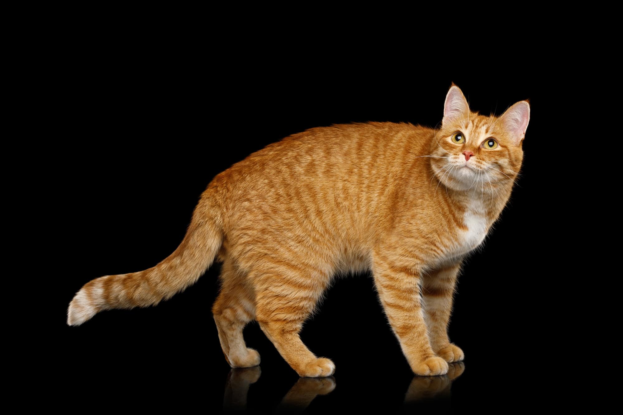 Chat roux