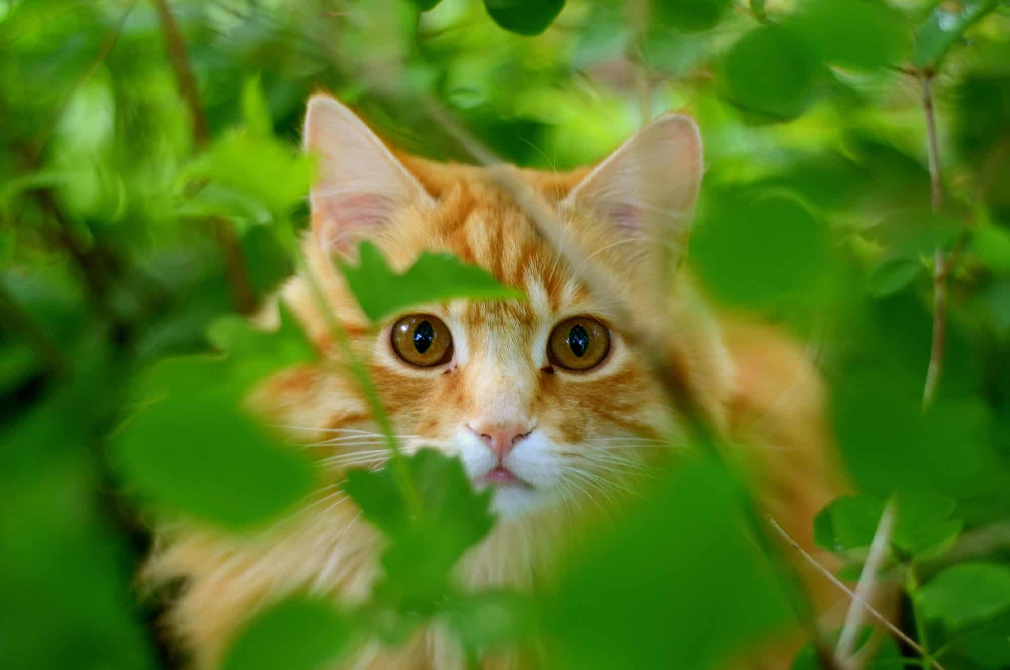 chat roux