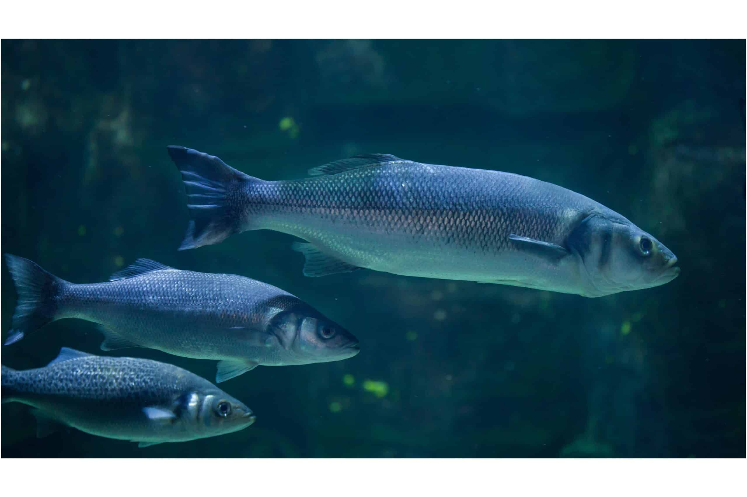 poisson