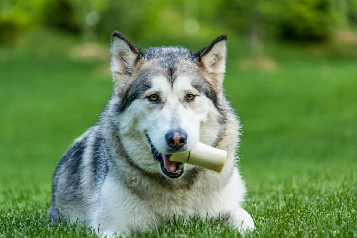 Husky sibérien avec un os posé sur l'herbe, mettant en valeur sa beauté naturelle et son esprit ludique.