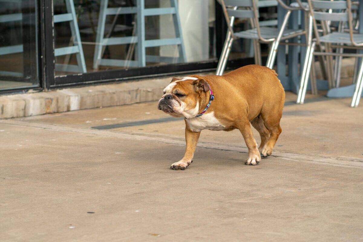 Un bouledogue marchant sur le trottoir d'une ville d'Uruguayana, au Brésil, mettant en valeur la vie urbaine des animaux de compagnie.