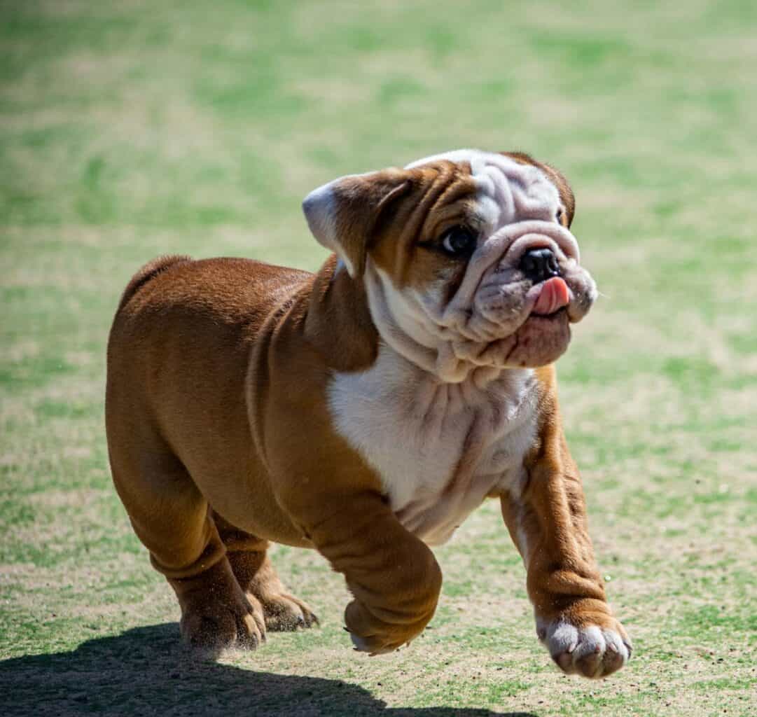 Un adorable chiot bouledogue court joyeusement sur l'herbe, mettant en valeur sa nature ludique.