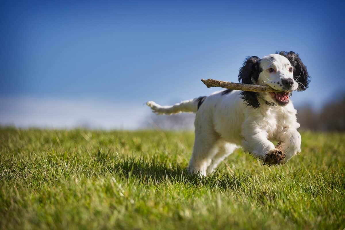 aller chercher, bâton, chiot, chien, action, animal, en jouant, canin, rigolo, animal de compagnie, récupérer, espiègle, épagneul, cocker, actif, fourrure, animaux bleus, amusement bleu, chiot, nature, chiot, chiot, chiot, chien, chien, chien, chien, action, action, rigolo