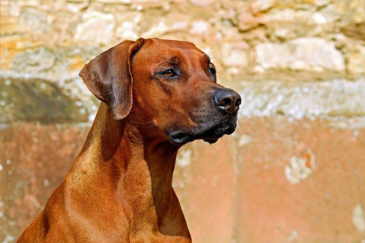 rhodesian ridgeback, chien, chien de garde, chien de race, beau, la nature, adorable, attention, vigilant, animal, chien de chasse, fourrure, chien brun, animal de compagnie, race de chien, portrait de chien, chien attentif, portrait animal, chien, chien, chien, chien