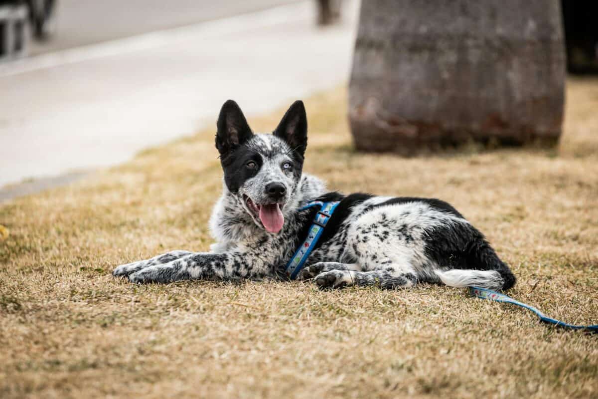 Chien avec laisse allongé sur le sol
