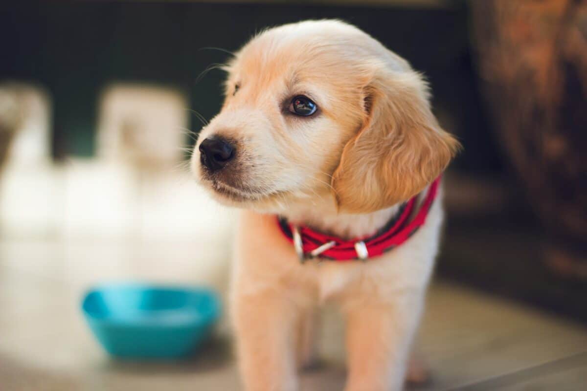 photographie de mise au point sélective d'un chiot brun à poil court face au côté droit