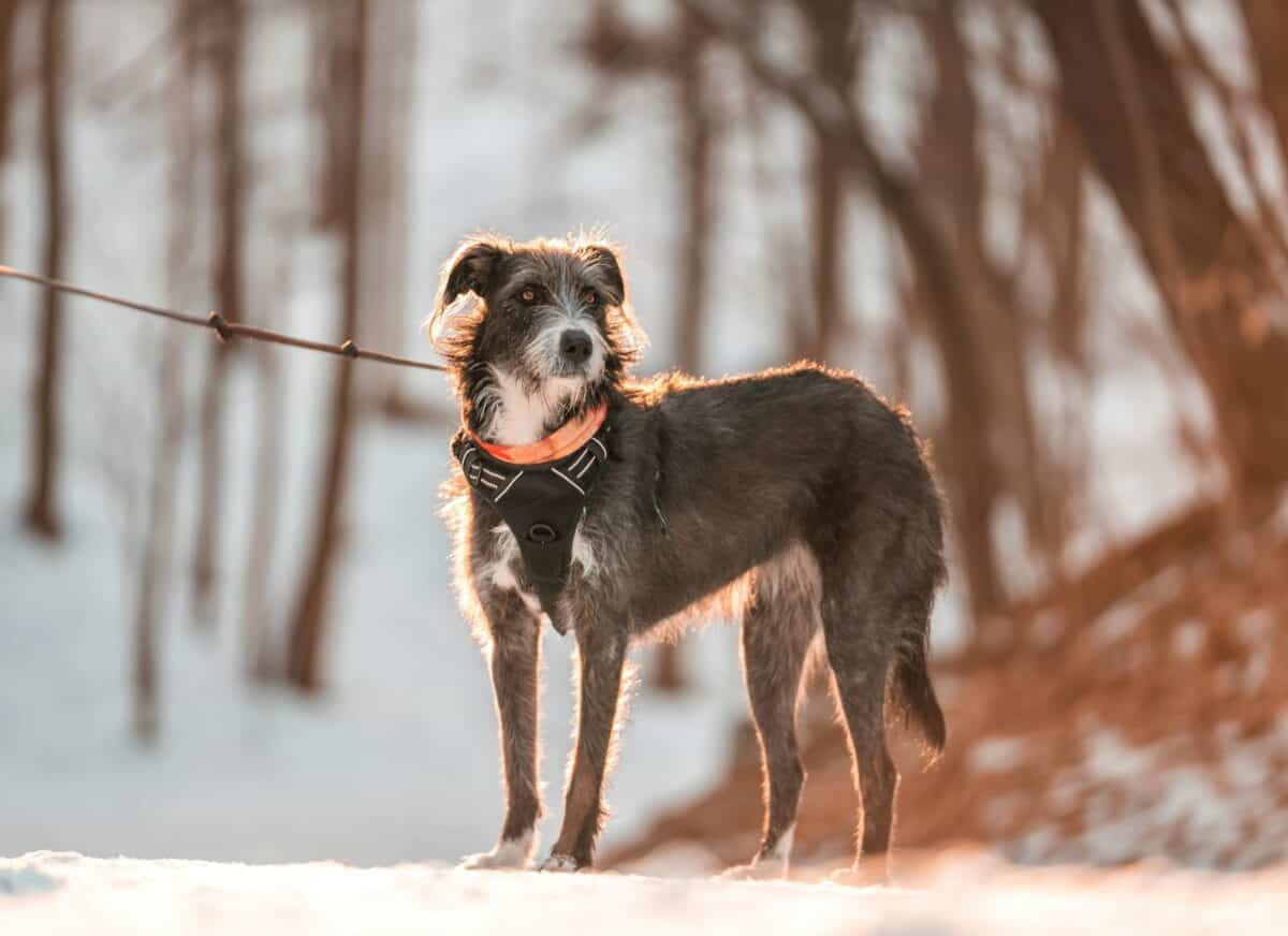 un chien avec une laisse debout dans la neige
