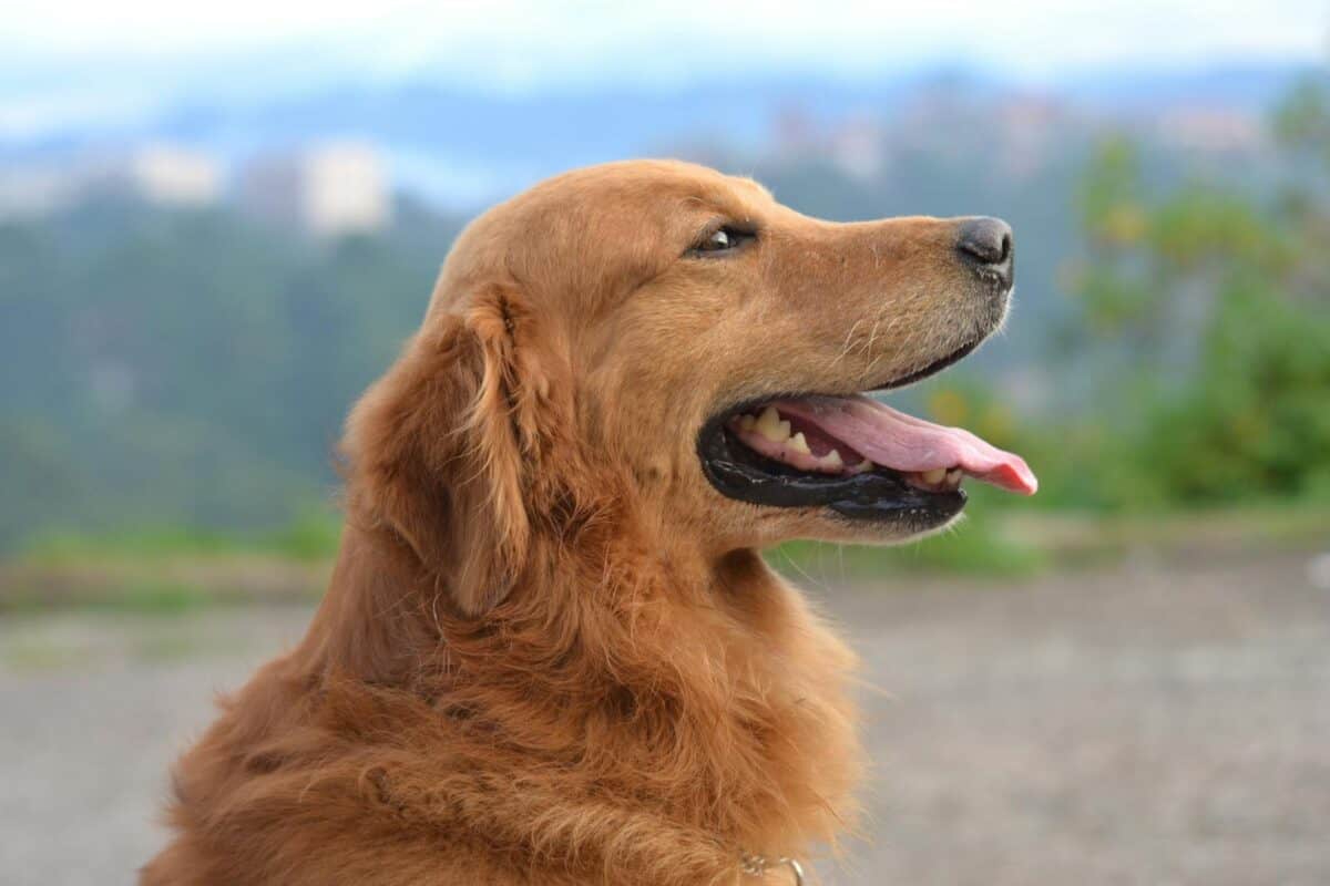 Adorable golden retriever profitant d'une journée ensoleillée à l'extérieur avec la langue sortie.