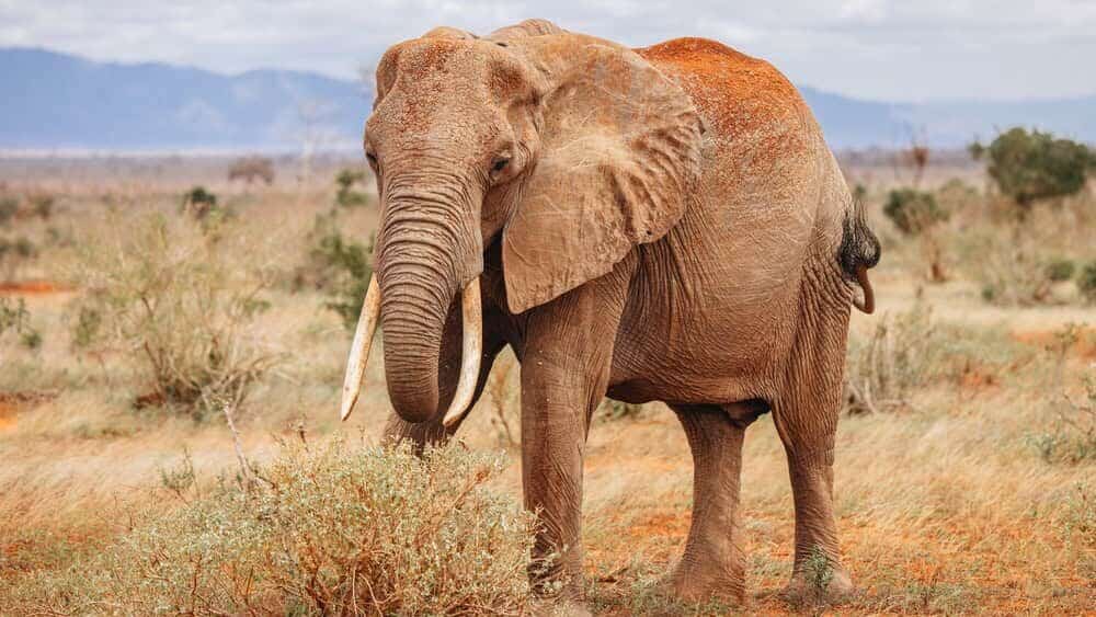 Éléphant d'Afrique dans la nature sauvage du Kenya