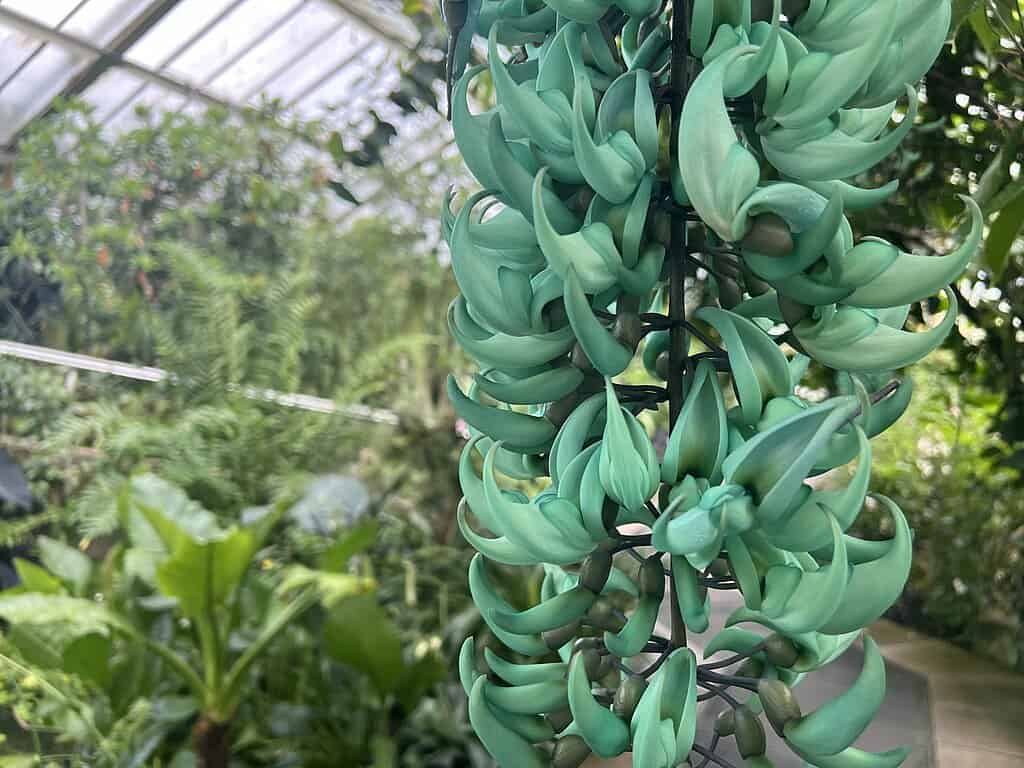 Vigne de jade Kew Gardens