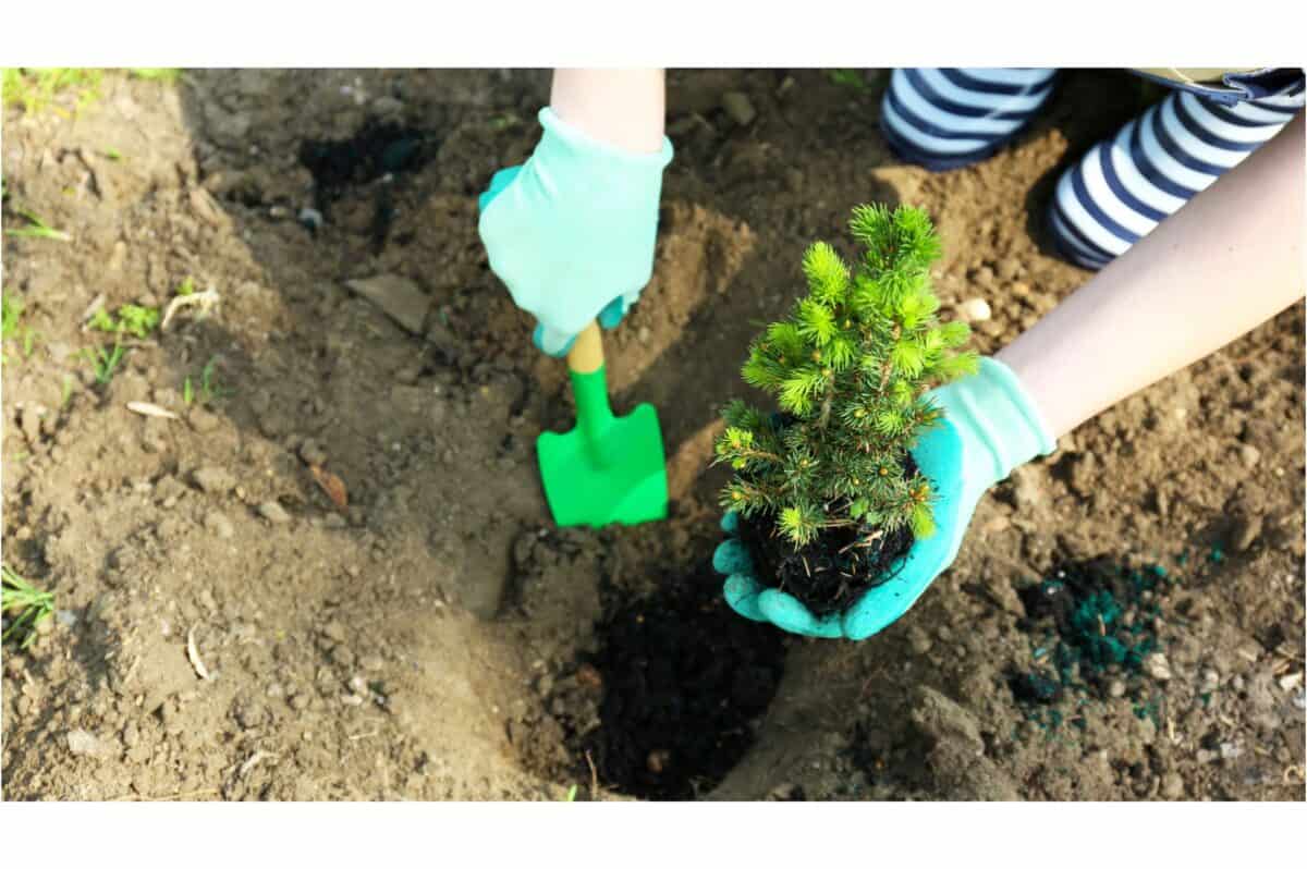 Plantation