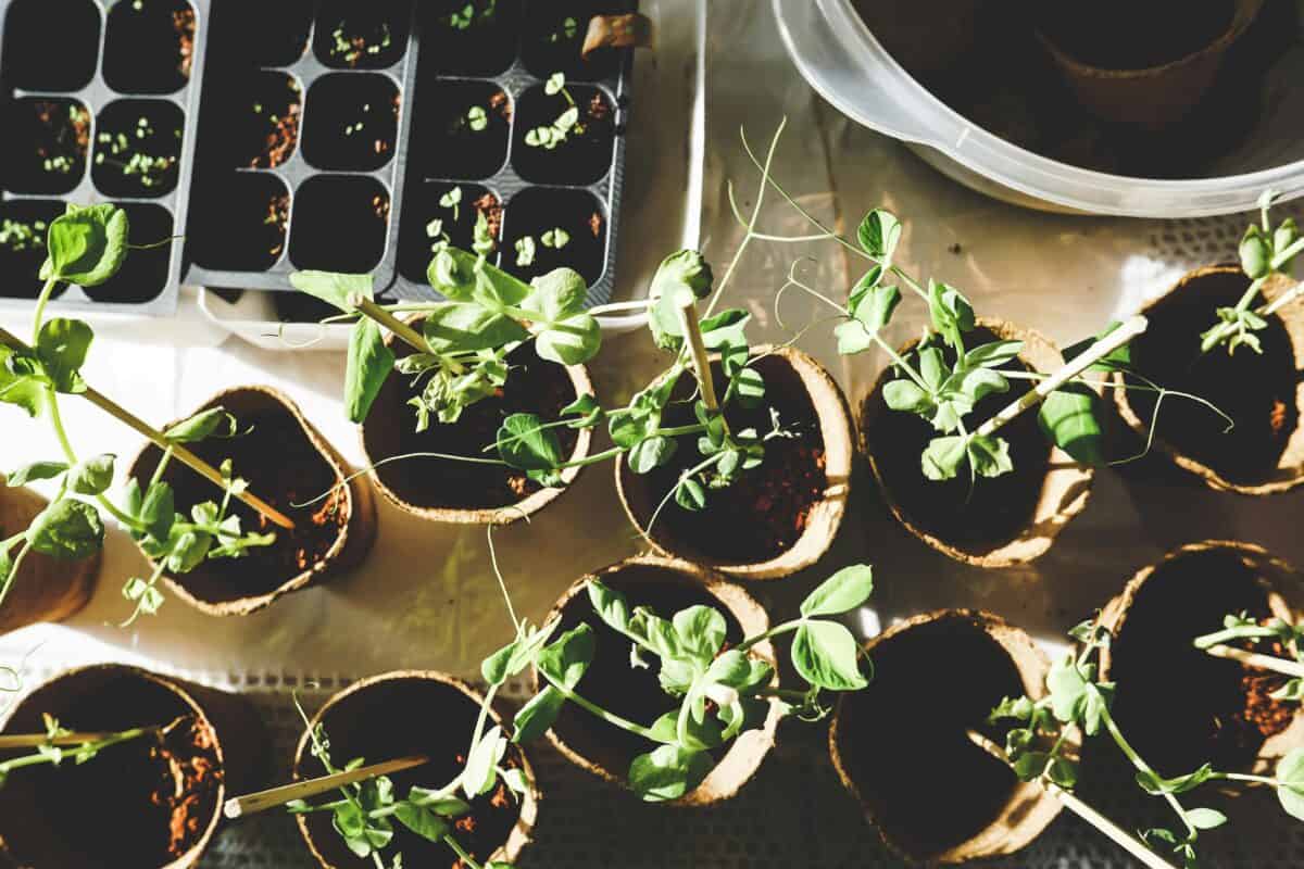 Plantes en pot