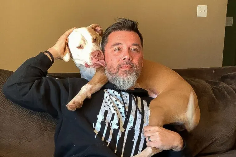 Sieste de Pitbull sur l'épaule de l'homme