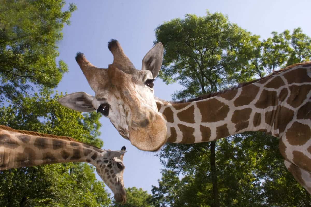 girafe