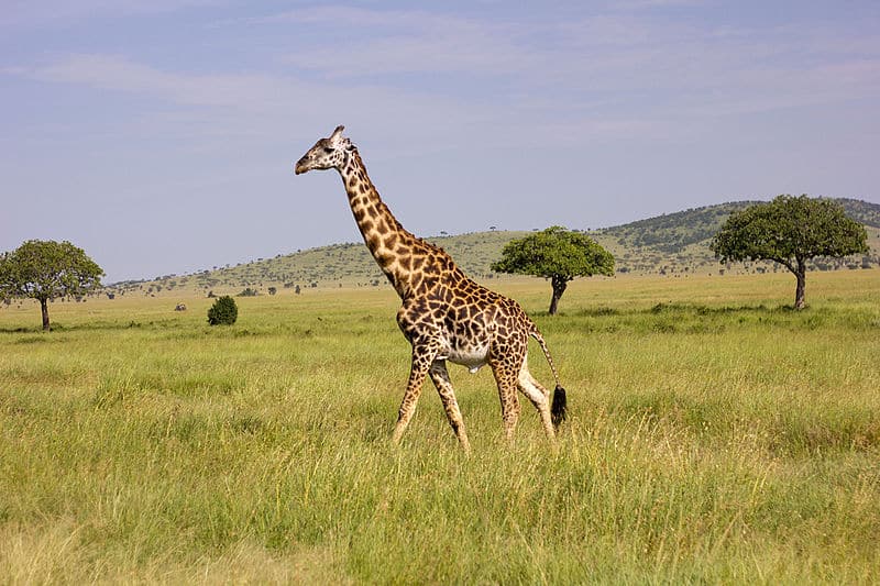 girafe masaï
