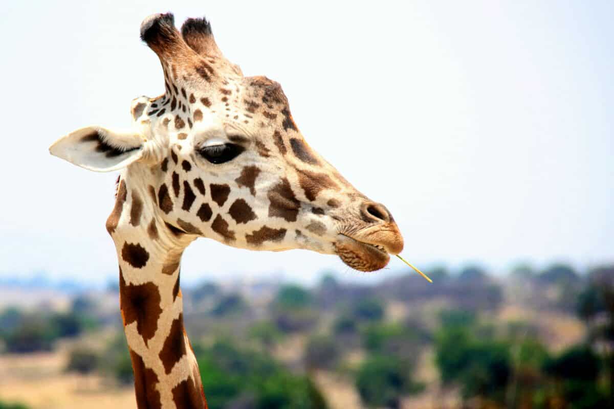 Girafe