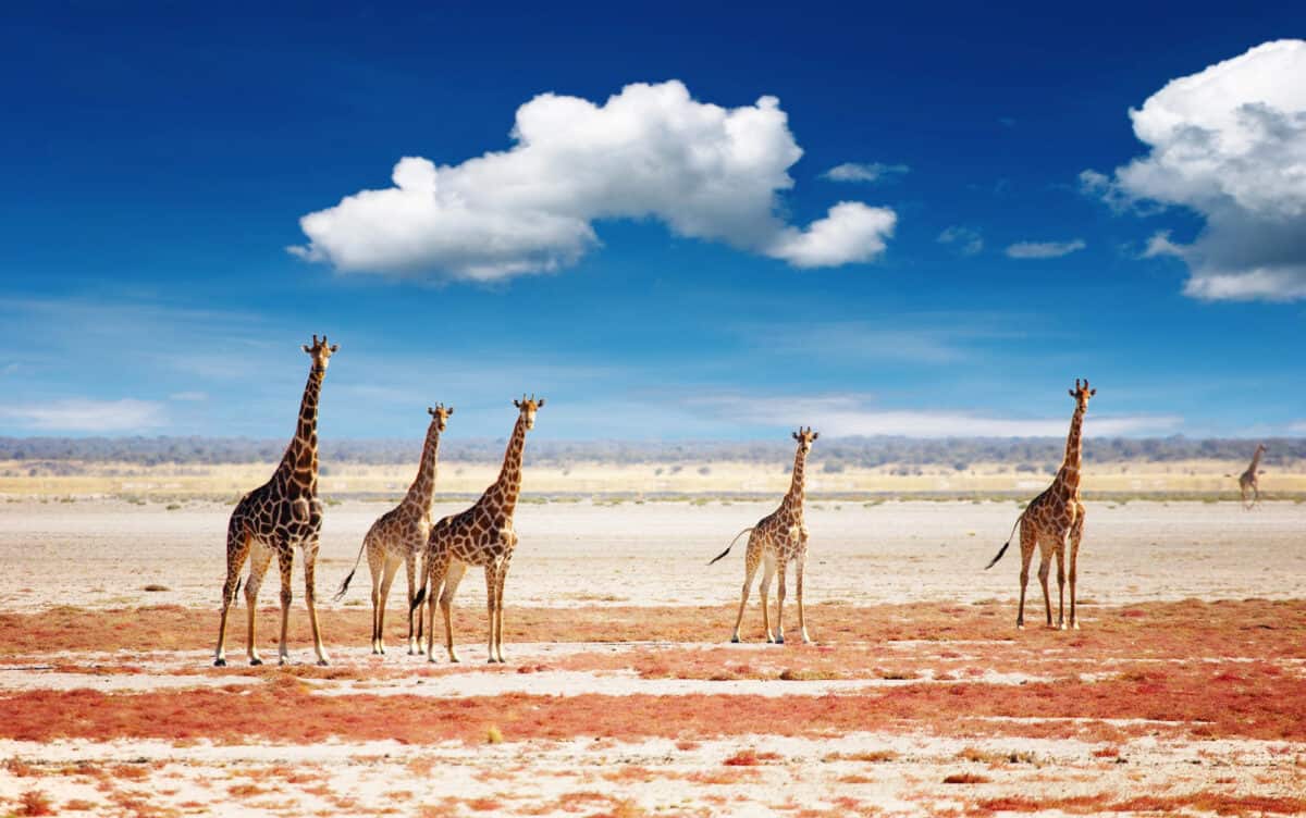 girafe