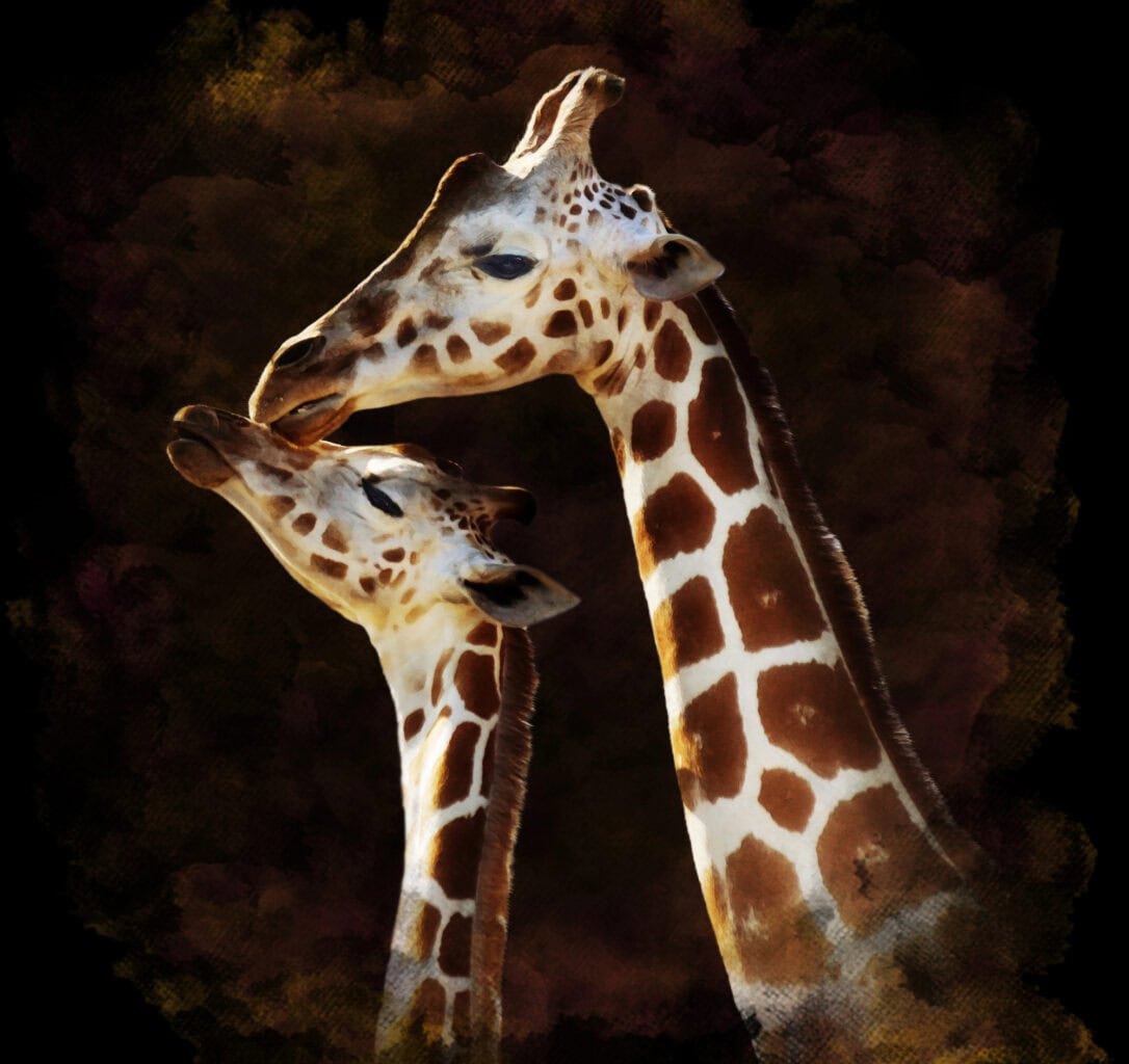 girafe