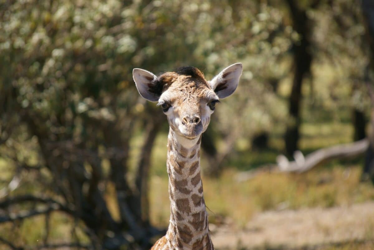 bébé girafe