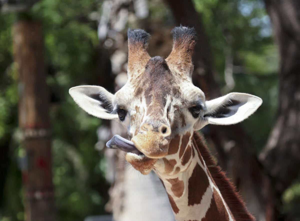 girafe