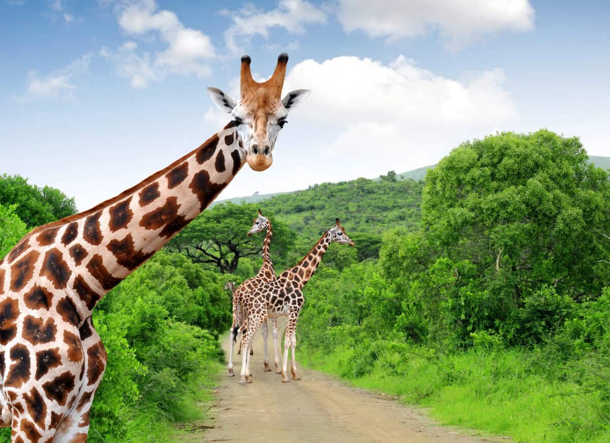 girafe