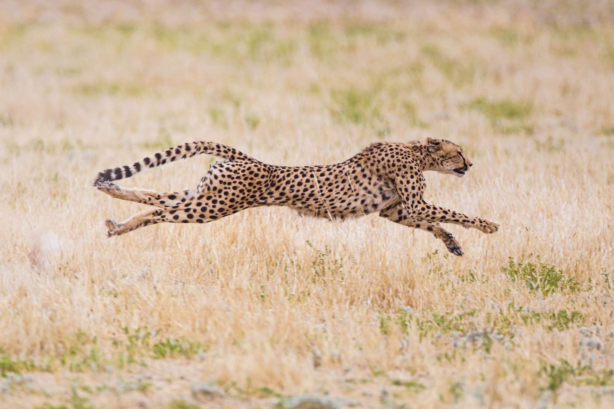 Guépard traquant ses proies. Wmarinovich/Photos de dépôt