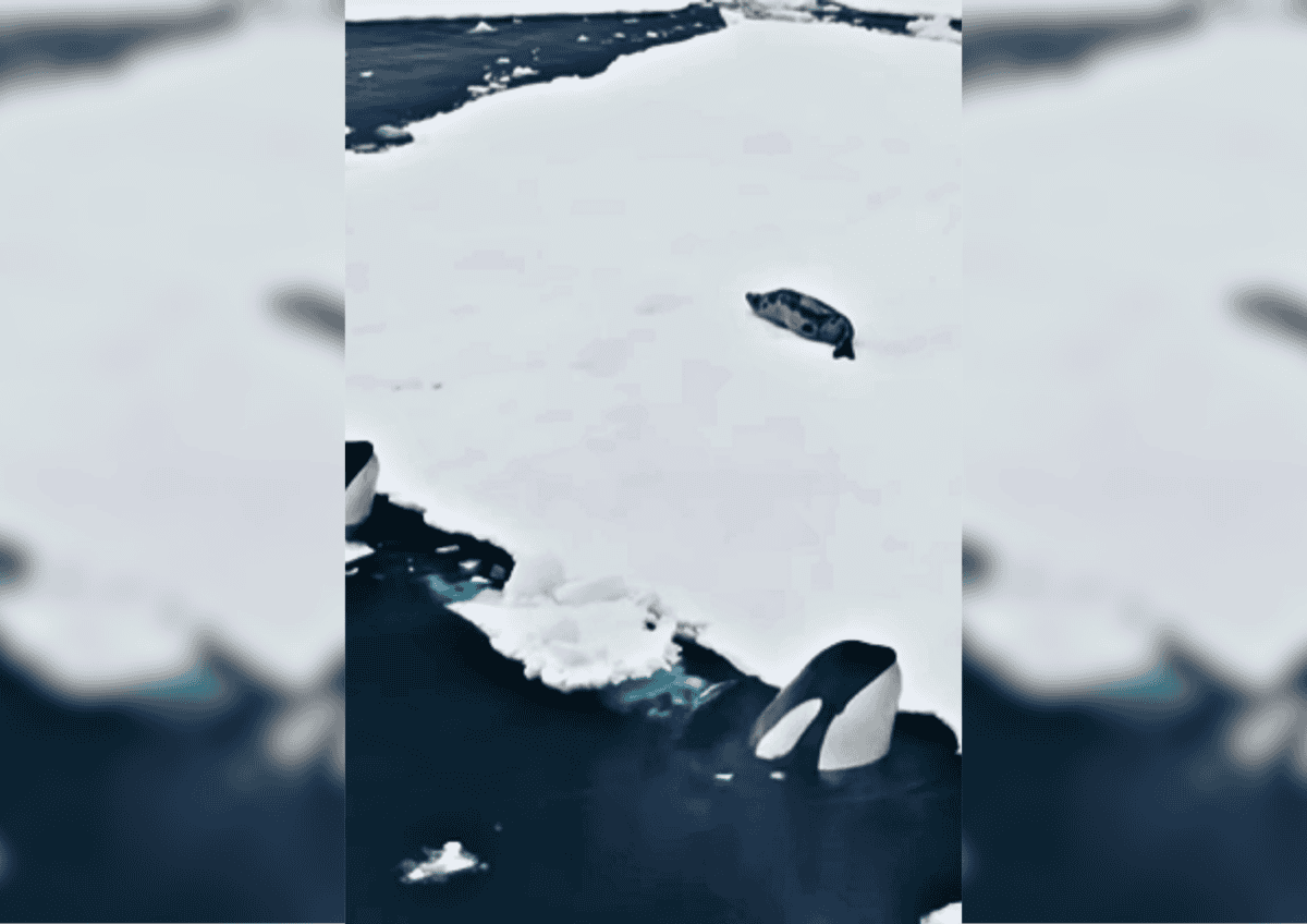 Orque attaquant un phoque