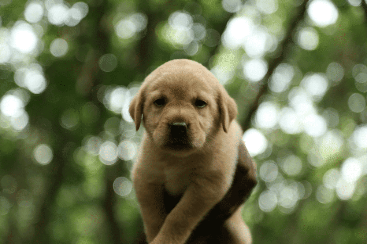 chiot