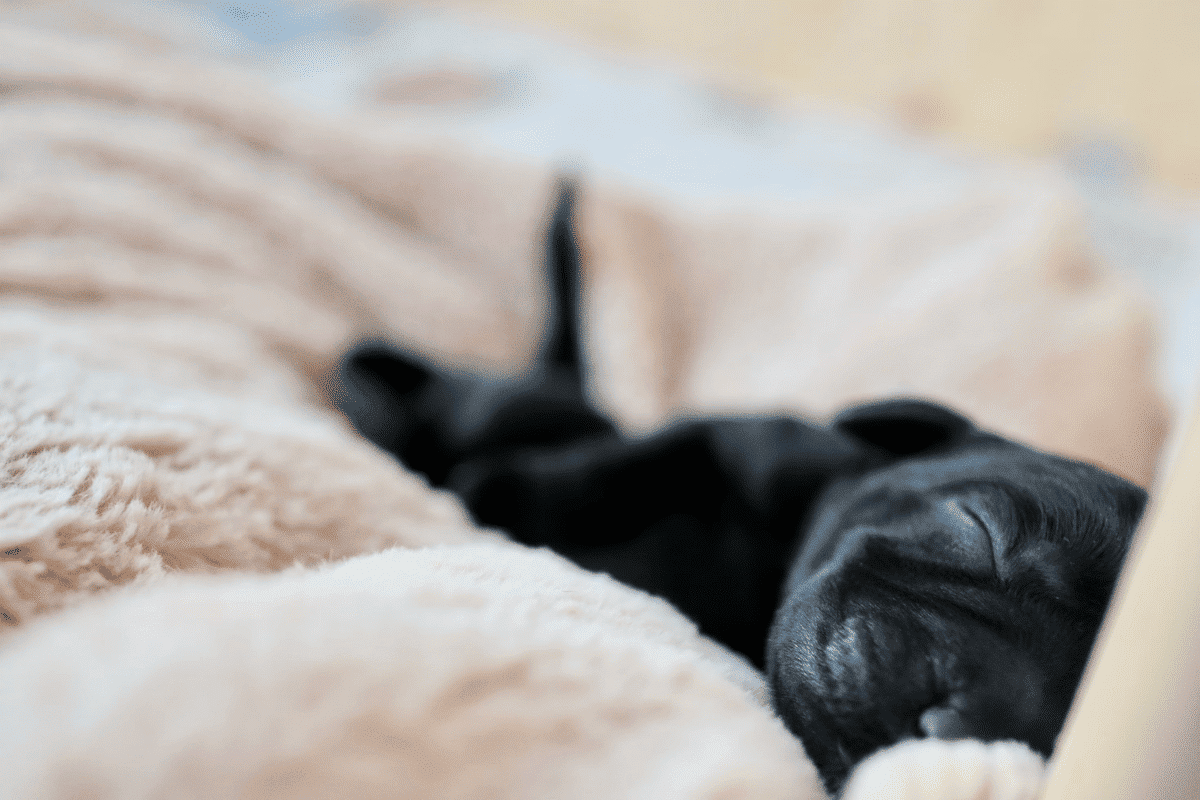 chiot