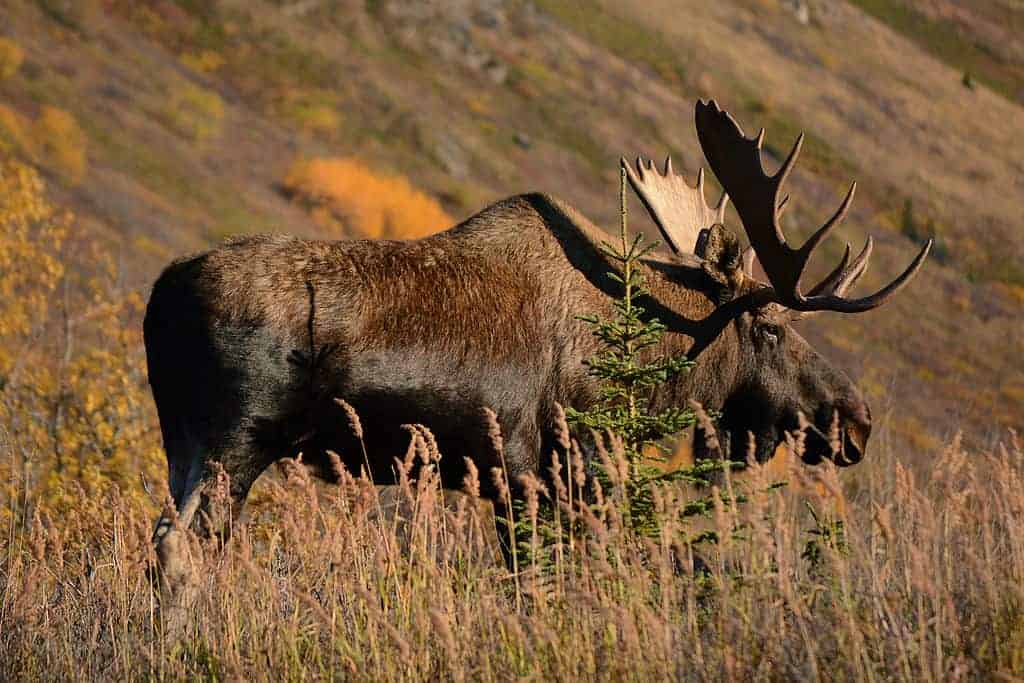 Orignal d'Alaska